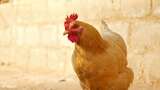 鸡母 鸡 三黄鸡 走地鸡 养殖高清在线视频素材下载