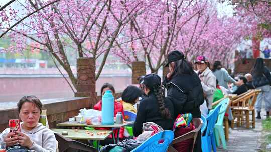 四川成都望江楼春天樱花园林风景高视角航拍