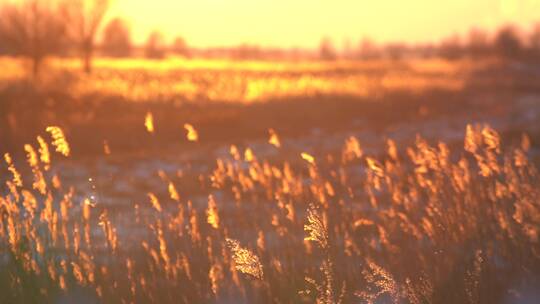 秋冬季栅栏外唯美金色夕阳景色自然风光