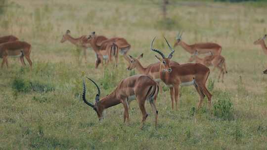 黑斑羚，非洲，Safari，放牧