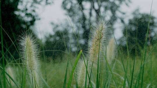 下雨天的狗尾巴草