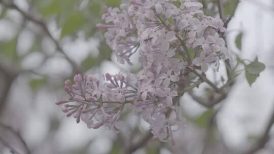 丁香花微距LOG