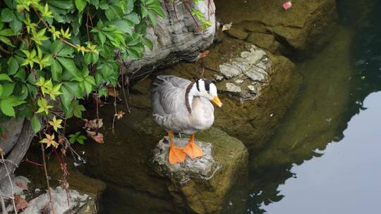 鸭子斑头雁在水面梳理羽毛