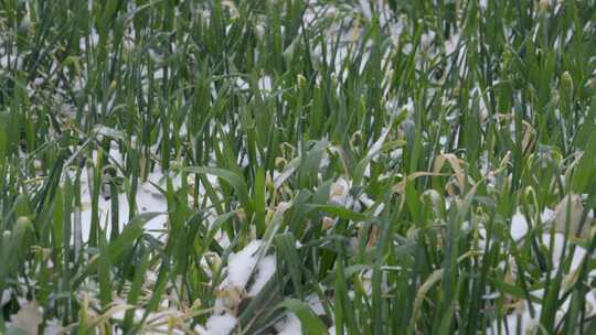 冬小麦北方冬天大雪雪中麦田特写实拍