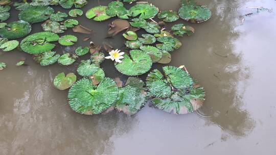 水上的睡莲