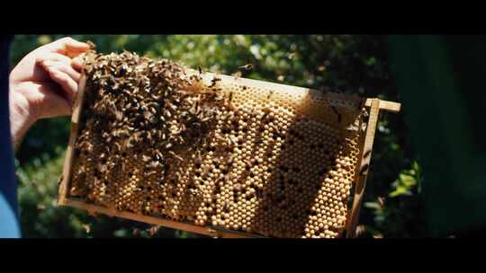 蜂巢，蜜蜂，昆虫，飞行