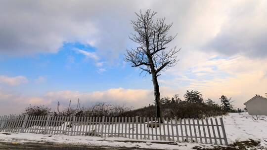 冬天一棵树雪景延时摄影