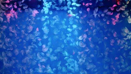 水族馆中游动的水母