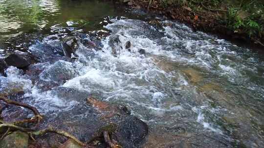 山间小溪水河流水树木枝叶视频