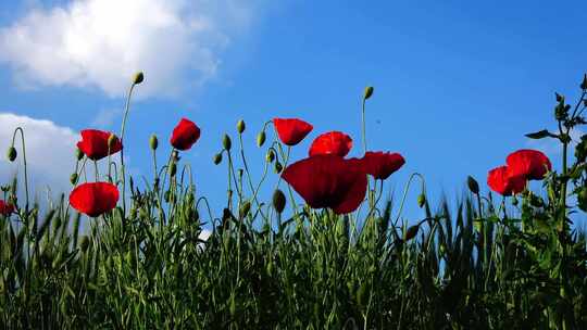 amapolas y cielo