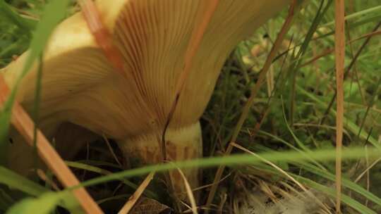 微距拍摄自然状态下蘑菇视频素材模板下载