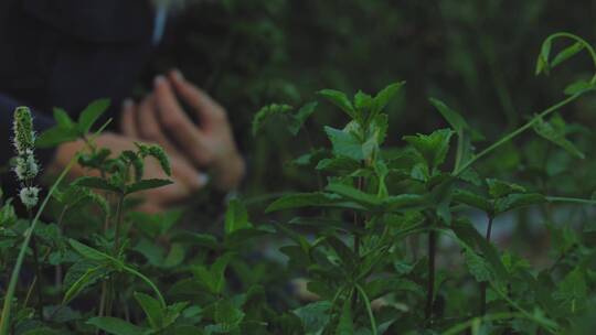 女人在采摘有机蔬菜