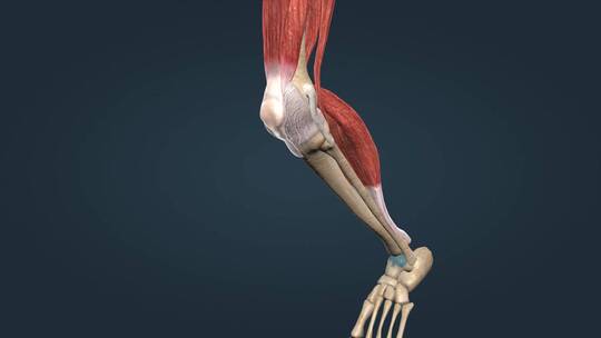 3D人体膝关节膝盖骨关节囊视频素材模板下载