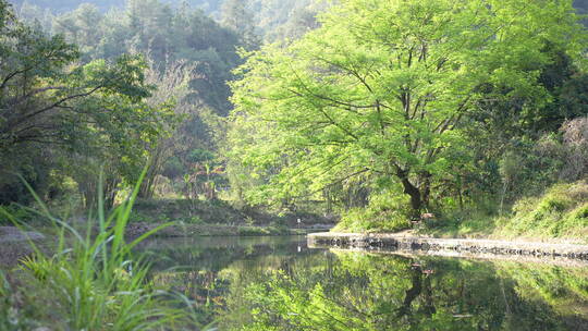 大树树林森林湖泊湖畔湖水水库倒影