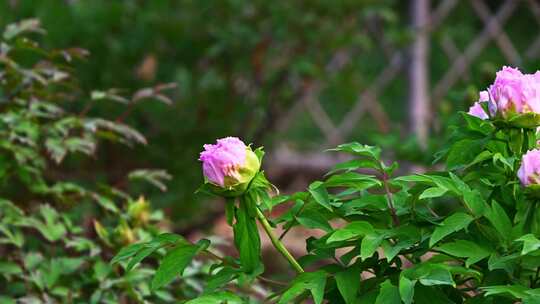 春天早晨阳光下花圃盛开牡丹花平移镜头