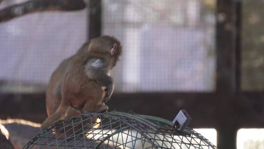 【镜头合集】猴山猴子抱在一起取暖抓虱子视频素材模板下载