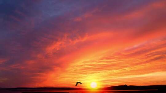 夕阳下海面上飞翔的海鸥剪影