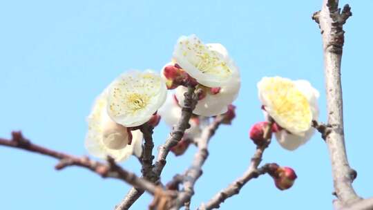 梅花 开花