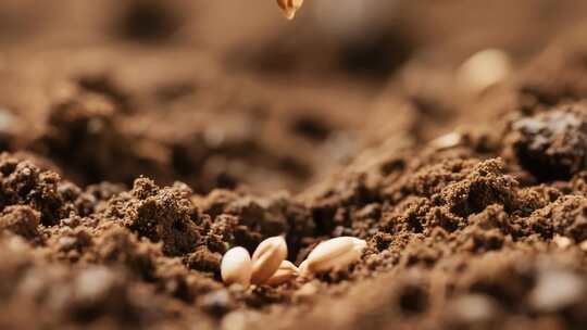 播种与滋润：农业的希望