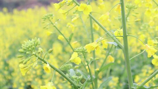 湘南农村春天油菜花花朵1