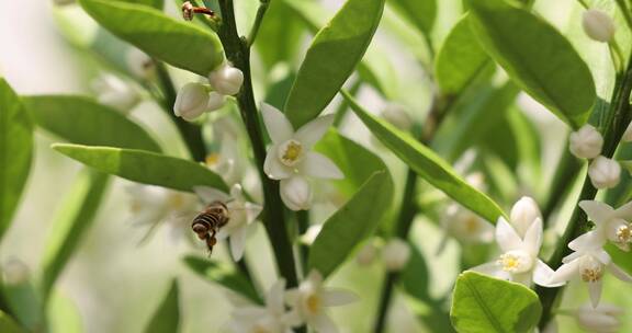 蜜蜂在开花的桔树林中飞舞
