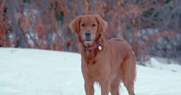 狗，金毛猎犬，玩耍，雪