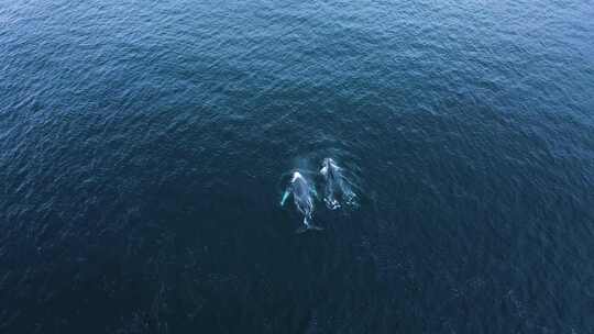 三头座头鲸在海面上航行