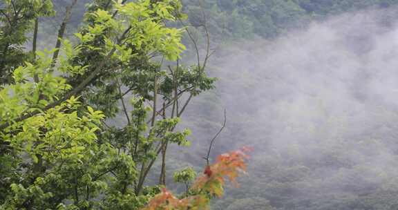 绿色山林森林竹海云海云雾安徽山区远景特写