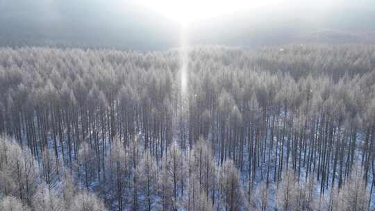 飘落雪晶的阳光雪林