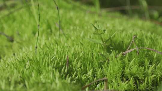 山林中的湿地苔藓
