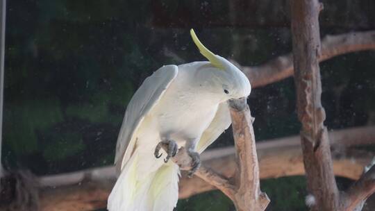 白色凤头鹦鹉大型鸟类保护动物羽毛