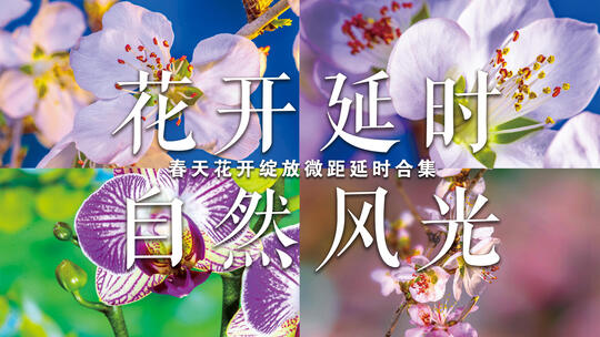 春天春暖花开绽放延时合集