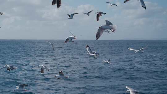 海鸥在海面飞翔升格