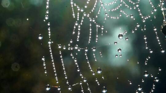 露水蜘蛛网