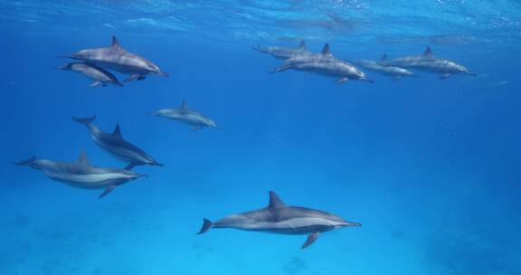 海豚在海洋里畅游的特写
