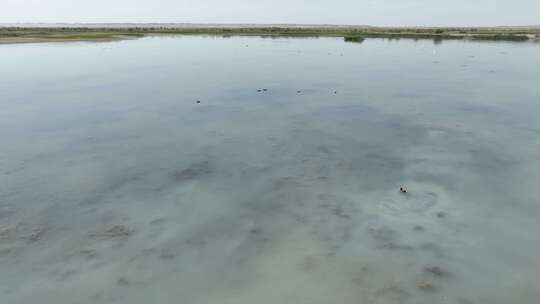 4k航拍黑河湿地水鸟