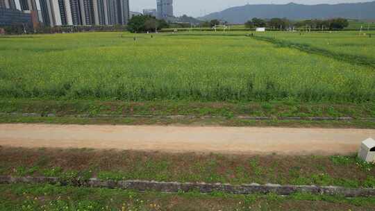 深圳光明小镇欢乐田园油菜花田