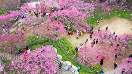 重庆九龙坡彩云湖湿地公园梅园梅花开花游玩