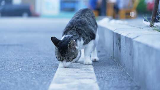 4K狸花猫