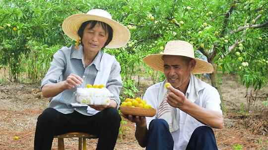 果园采摘 果园丰收 电商直播 助农