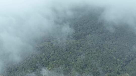 雨后森林航拍原始森林山峰云雾缭绕