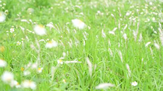 微风吹拂草丛实拍
