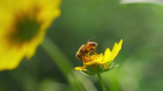 特写野外野菊花上蜜蜂采蜜