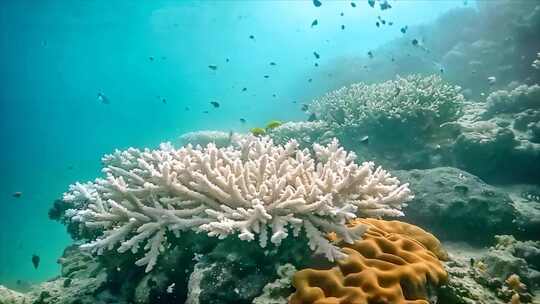 唯美海洋海底世界水下世界珊瑚丛鱼类生物a