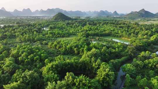 航拍广西桂林会仙湿地白鹭栖息地