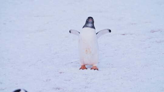 有趣的动物慢动作企鹅在南极洲雪地上行走，