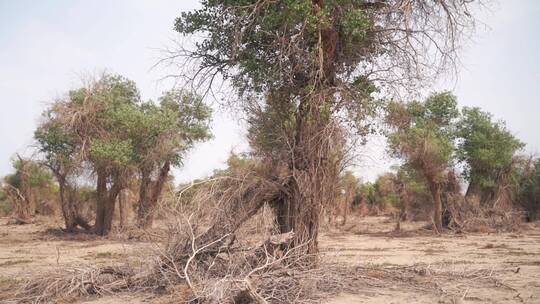 沙漠胡杨林枯树残枝败叶荒漠枯萎的树枝树干