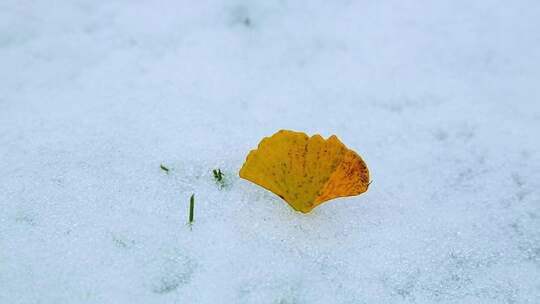 大雪下满地的银杏叶