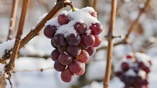 霜降葡萄冰霜唯美农业水果视频