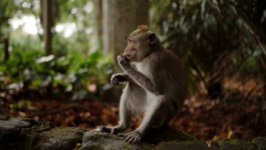 猴子坐在森林里，在树木的背景下吃坚果